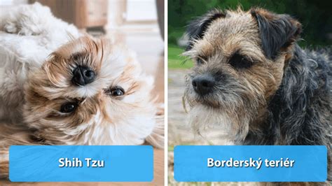 Ilustrácia rôznych psích plemien, ktoré sa spolu dobre znášajú