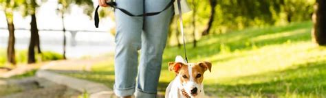 Ilustračná fotografia človeka venčiaceho psa v parku