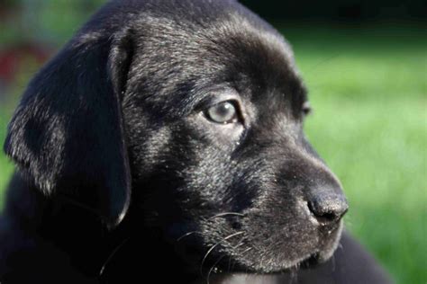 Šteniatko čierneho labradora