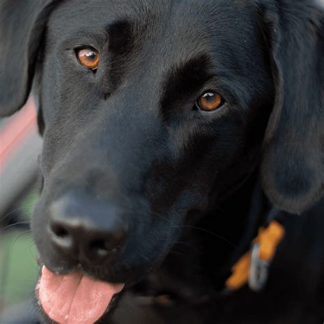 Šťastný labrador aportujúci loptičku