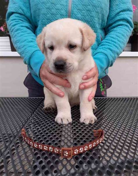 Majiteľ trénuje labradora s pamlskami