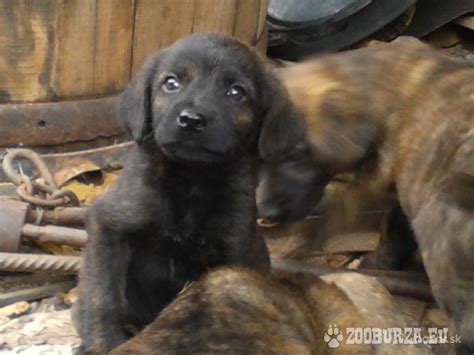 Šteniatka hanoverského farbiara