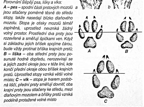 Ilustrácia porovnávajúca psa a vlka
