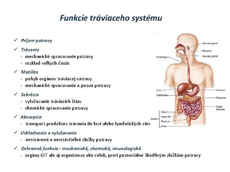 Štruktúra tráviaceho systému psa