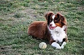 Infografika zobrazujúca bežné zdravotné problémy austrálskeho ovčiaka