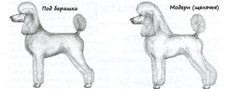 Ilustrácia rôznych typov srsti pudla