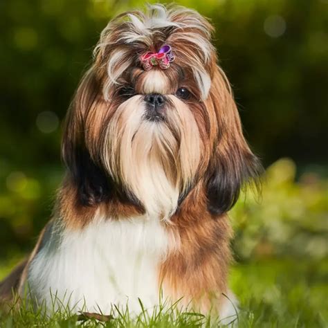 Štruktúra srsti Shih-tzu