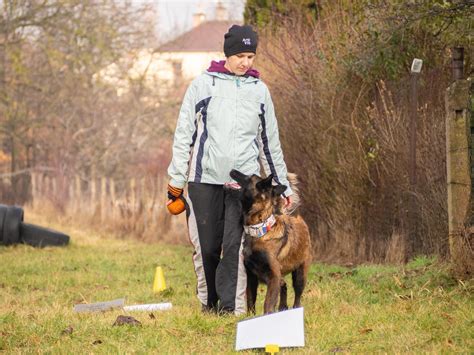 Pes vykonávajúci cvik Rally Obedience