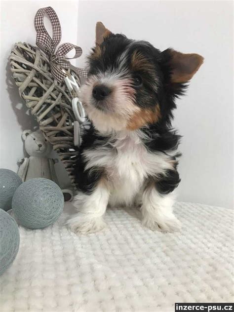 Šteniatko Biewer Yorkshire Terriera