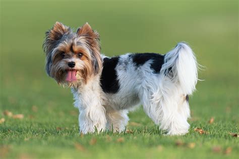 Biewer Yorkshire Terrier v pohybe