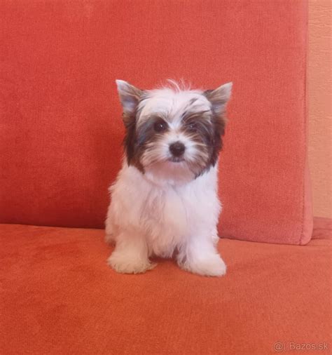 Šteniatka Biewer Yorkshire Terriera