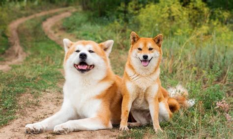 Akita Inu v pohybe