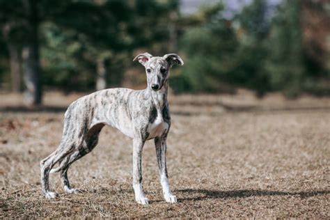 Vipet relaxujúci v záhrade