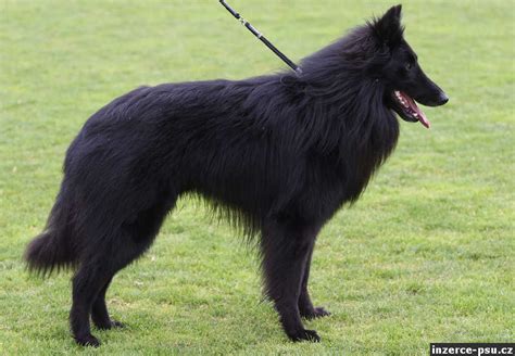 Belgický ovčiak Groenendael v exteriéri