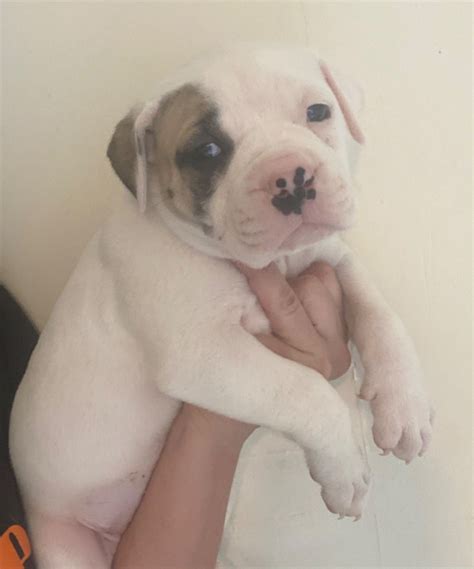 Ilustračná fotografia amerického buldoga s obojkom