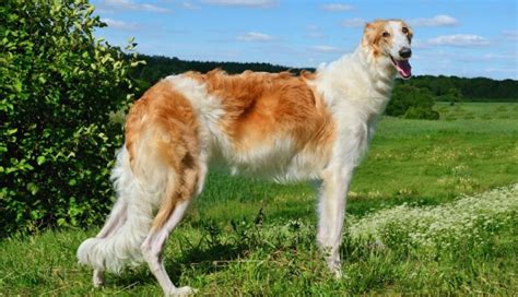 Elegantná postava barzoja