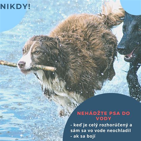 Pes, ktorý sa bojí