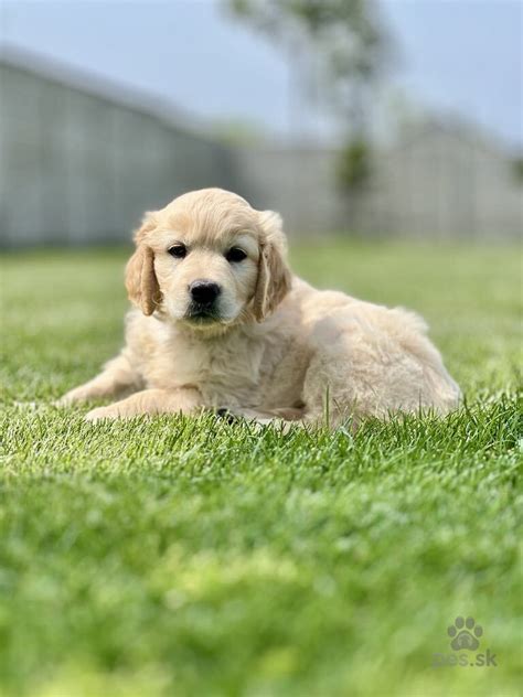 Pes zlatého retrievera pri česaní