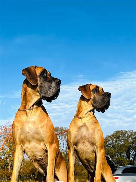 Postava nemeckej dogy s dôrazom na eleganciu