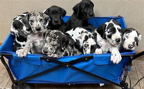 Farebné rázy nemeckej dogy