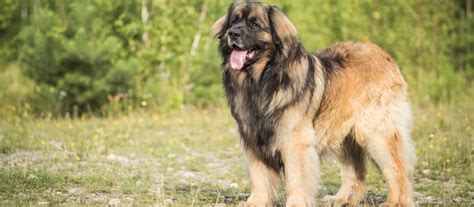 Detail hlavy psa plemena Leonberger