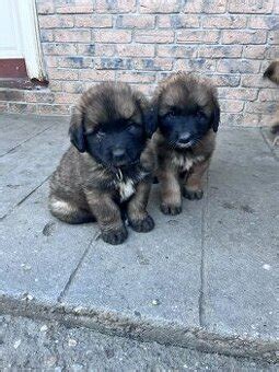 Šteniatka plemena Leonberger