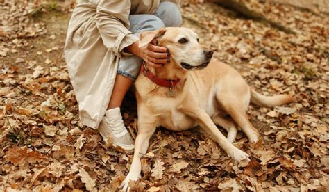 Výživa a zdravie labradorského retrívera