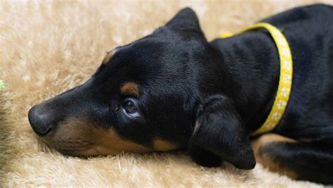 Pes s rolničkou na obojku