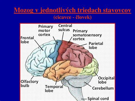Štúdia o počte neurónov v mozgu mäsožravcov