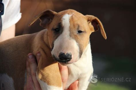 Typický vzhľad anglického stafordšírskeho bulteriéra