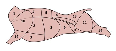 Schematické znázornenie vzhľadu antverpského bradáča