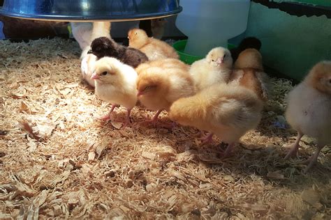 Mladé kuriatka antverpského bradáča