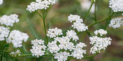 Rebríček najsilnejších psov