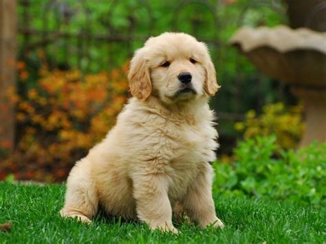 História plemena Zlatý retriever