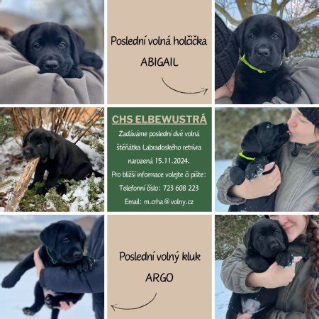 Štandardné sfarbenie labradorského retrívera