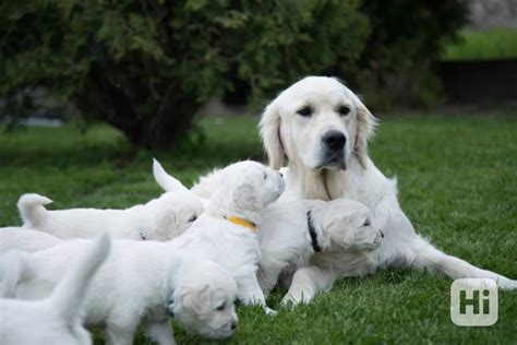 Šteniatka kríženca Zlatého retrievera a Labradora