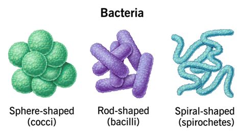 Ilustrácia baktérie Leptospira