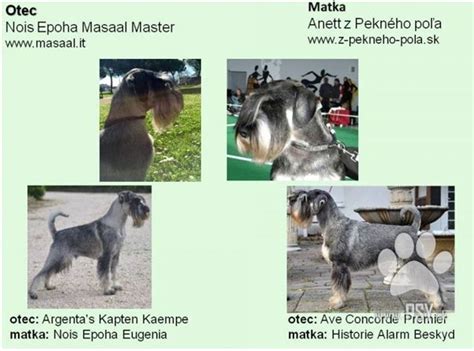 Schematické znázornenie hlavy stredného bradáča