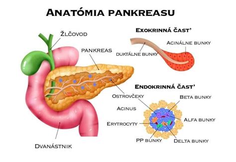 Anatómia stredného bradáča