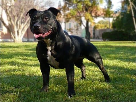 Stafordšírsky bulteriér v rôznych farbách srsti