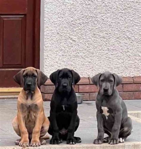 Rôzne farebné varianty nemeckej dogy