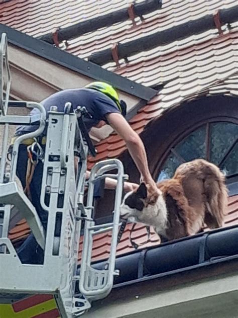 Hasiči zachraňujú psa zo strechy