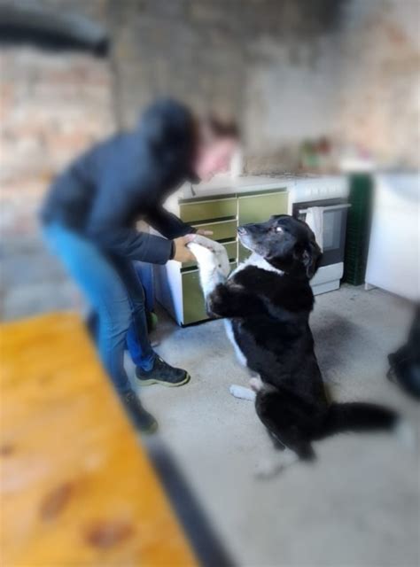 Pes Benny po záchrane