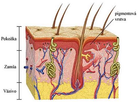 Štruktúra tela čivavy s vyznačenými charakteristickými znakmi