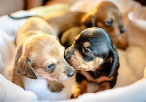 Otváranie očí šteniatka