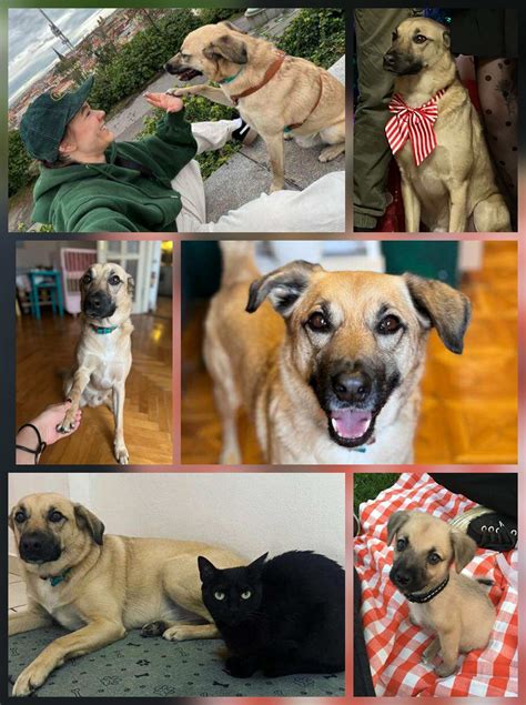 Šteňatá hrajúce sa so súrodencami