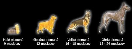 Porovnanie rastu psov rôznych veľkostí