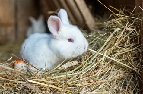 Kŕmenie mláďat králika