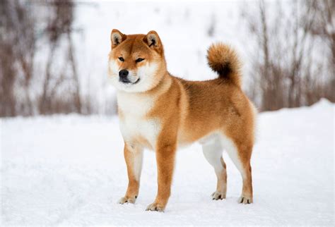 typický vzhľad psa Shiba Inu