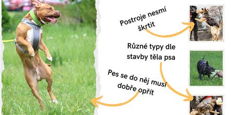 ilustrácia pozitívneho výcviku psa